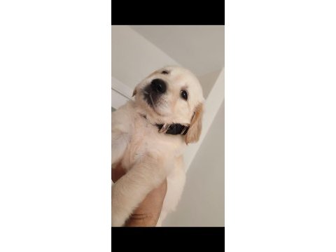 08/16 doğumlu orjinal golden retriever