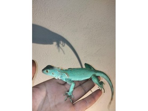 İguana yasal belgeli cipli