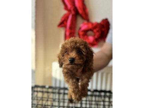Poodle yavrularımıza yuva arıyoruz