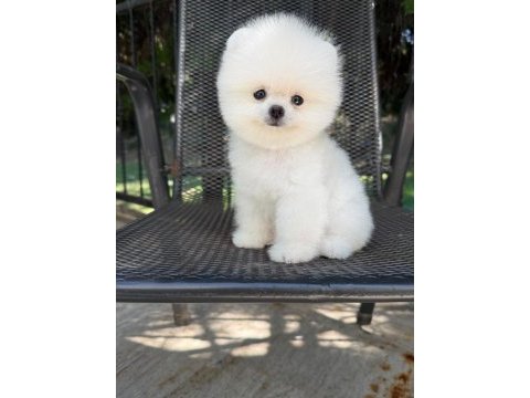 Orjinal pomeranian boo yavrumuz fındık 