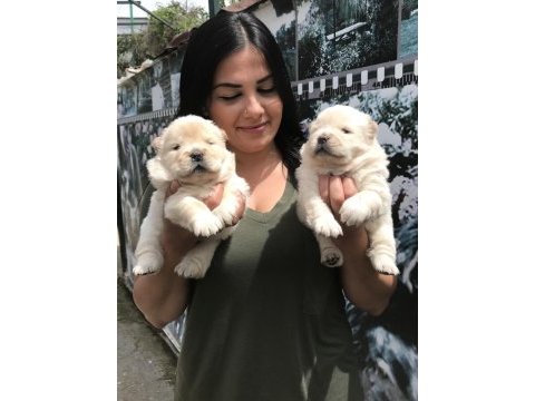 Mükemmel chow chow yavrularım