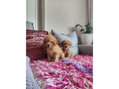 Sağlık ve ırk garantili poodle