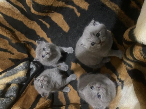 Scottish fold 4 adet son yavrularımız