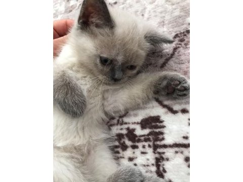 İki aylık iki adet dişi scottish fold yavrular