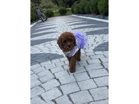 Kilo garantili toy poodle yavrularımız
