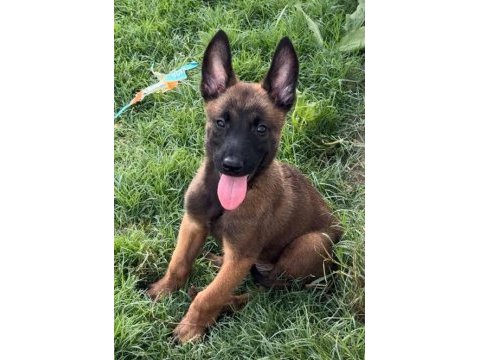 A+ şecereli belçika malinois yavrular
