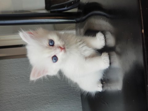 British longhair golden point