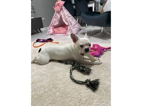 Eğitimli french bulldog