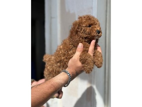 0 numara toy poodle kızımız