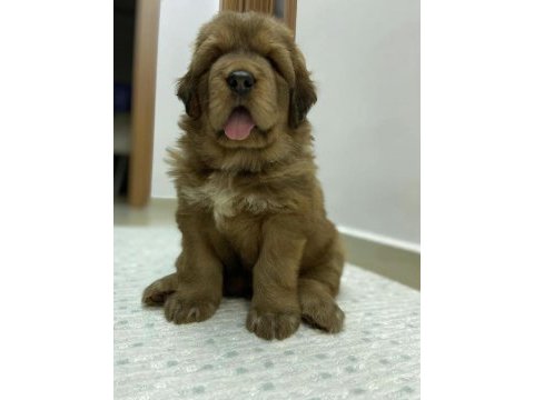 55 günlük tibet mastiff yavru dişi kahverengi