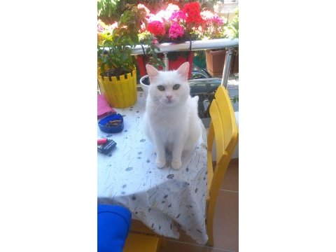 Safkan dişi 1 yaşında british shorthair
