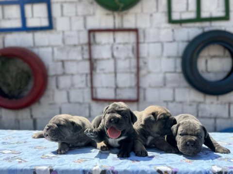 A şecereli cane corso yavrular