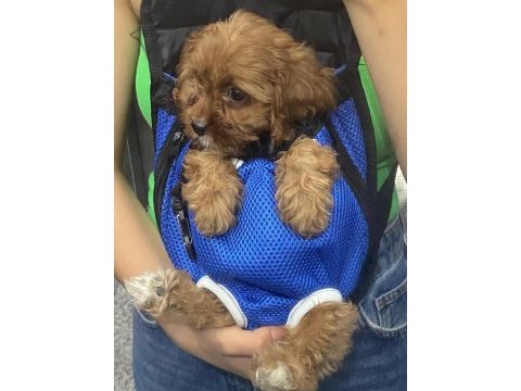 2 aylık maltipoo