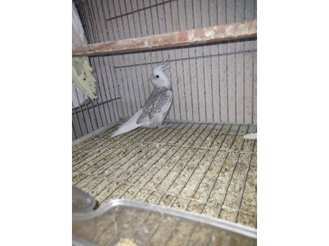 Yavru sultan papağanı 2 aylık