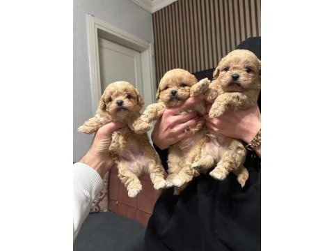 Toy poodle yavrular