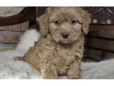 Toy poodle köpeği