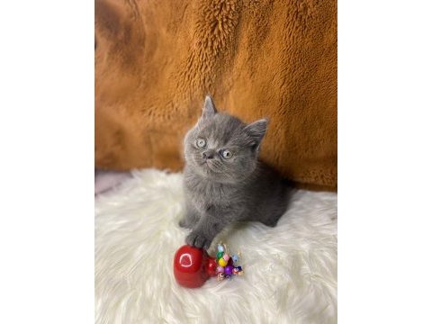 British shorthair yavru kediler