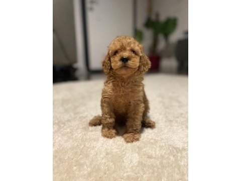 En güzel toy poodle bebekler