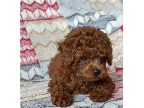 Toy poodle köpeğimiz