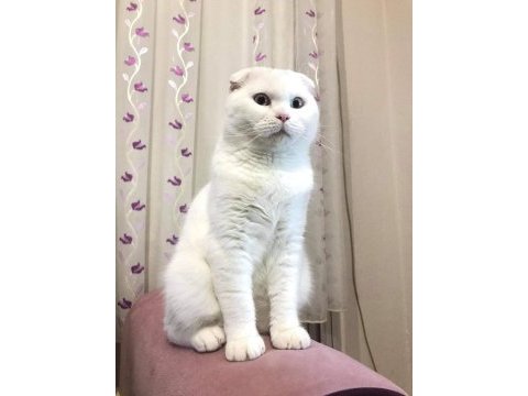 Yetişkin aktif erkek scottish fold