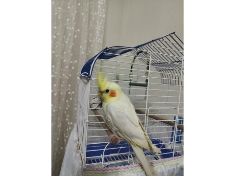 3.5 aylık kırmızı göz lutino sultan papağanı