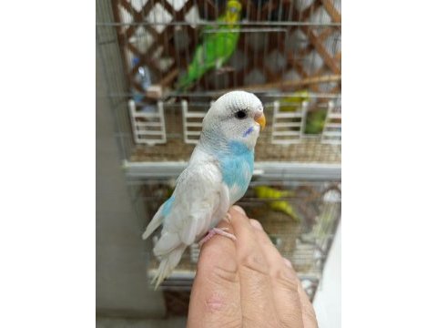 Yavru muhabbet kuşu