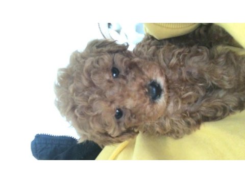 2,5 aylık mikro mama ve pedi hediyeli yavru poodle