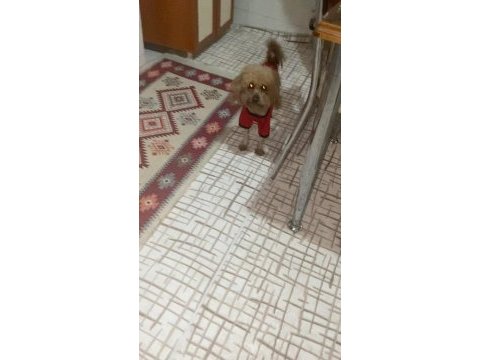 Toy poodle 3 yaşına girecek