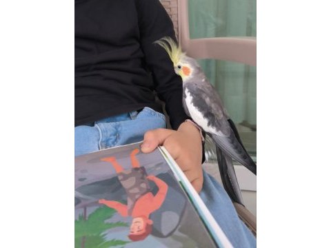 Konuşan ve ele alışık erkek sultan papağanı