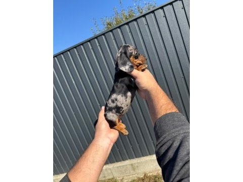 Orjinal rabit dachshund yavrumuz