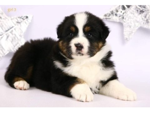 Birinci sınıf bernese yavruları