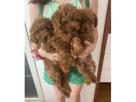 Sevimli oyuncu toy poodle yavrular