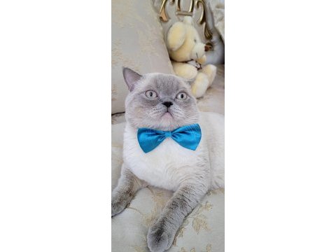 Safkan british blue point dişi erkek 2 kedi