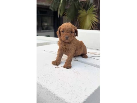 Redbrown maltipoo 