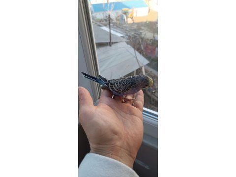 Yeni yeme düşmüş muhabbet kuşu yavrular
