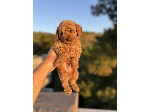 0 numara toy poodle yavruları sizleri bekliyor