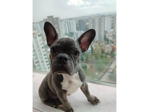 Yavrumuz güzel sağlıklı french bulldog
