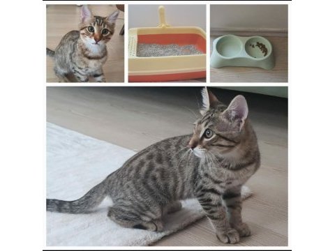Ücretsiz kedi sahiplendirilicektir