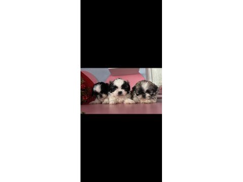 Mini mini shih tzu yavrular sizi bekliyor