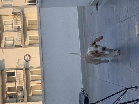 5 aylık beagle tüm aşıları yapıldı