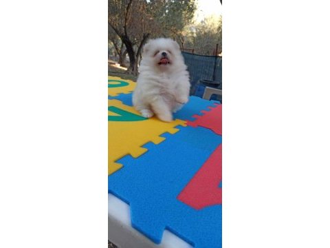 Kar beyaz pomeranian