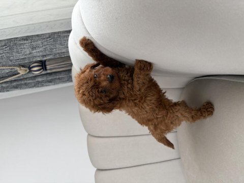 Sevgi dolu bir yuva arayan tatlı toy poodle yavrusu