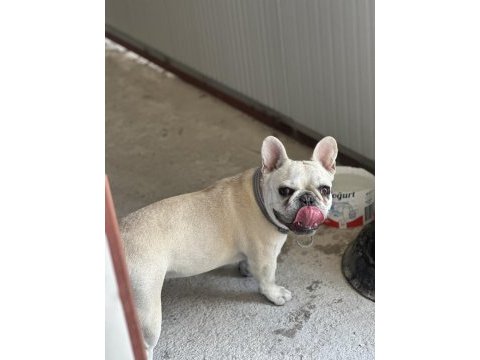 8 aylık a kalite french bulldog
