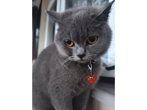 British shorthair kedisi 2 yaşında