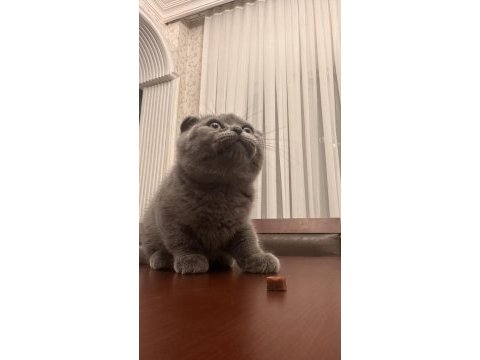 02.02 doğumlu scottish fold yavrularımız