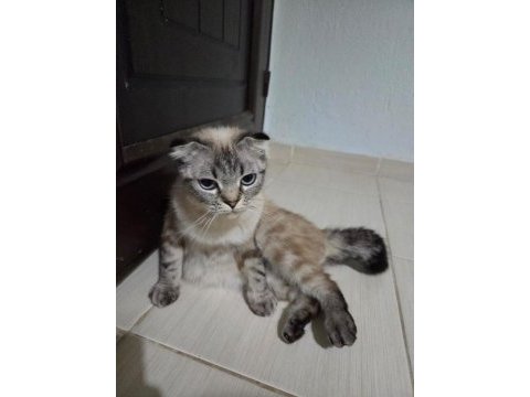 Ücretsiz sahiplendirme scottish fold kedimiz