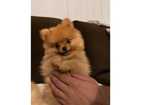 Pomeranian teacup 2.5 aylık erkek