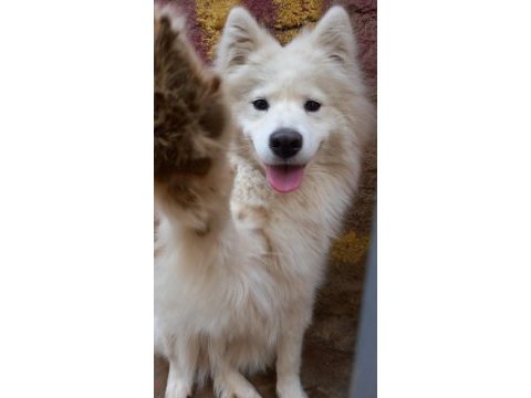 Safkan samoyed