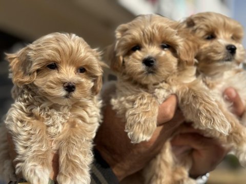 Wc eğitimli poodle ayarında maltipoolar