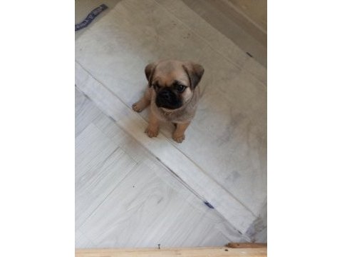 Kendi pug yavrumuz acil